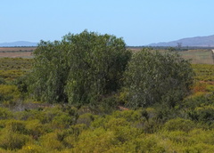 Schinus molle