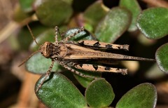 Acrotylus insubricus