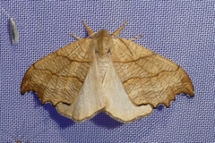 Falcaria lacertinaria