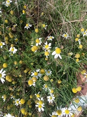Tripleurospermum inodorum