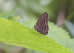 Mycalesis mineus