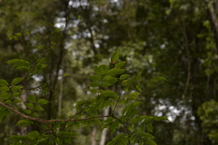 Archidendron grandiflorum