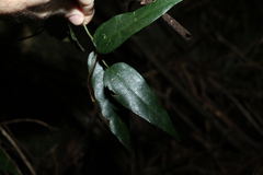 Aristolochia laheyana