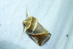 Habrosyne pyritoides