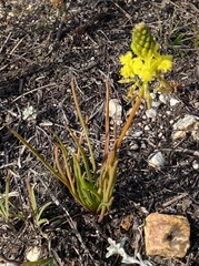 Bulbine abyssinica
