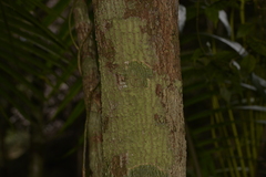Archidendron grandiflorum