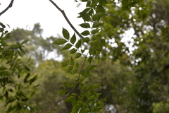 Archidendron grandiflorum