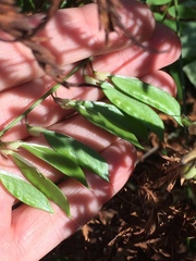 Vicia sylvatica