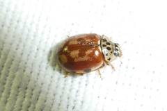 Harmonia quadripunctata