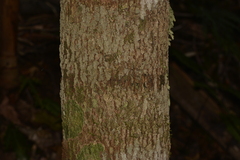 Archidendron grandiflorum