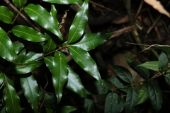 Cinnamomum virens