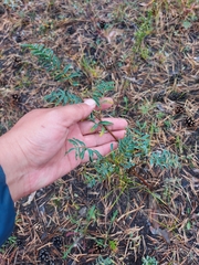 Astragalus suffruticosus