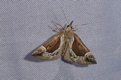 Hypena crassalis