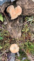 Lactarius deterrimus