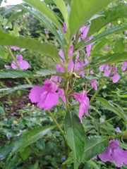 Impatiens balsamina