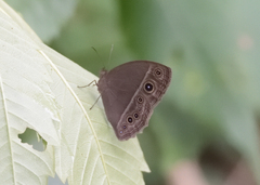 Mycalesis mineus