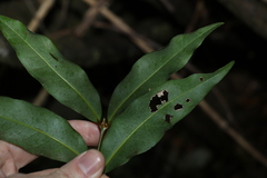 Cinnamomum virens