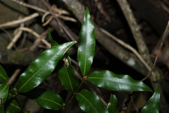 Cinnamomum virens