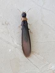 Kalotermes flavicollis