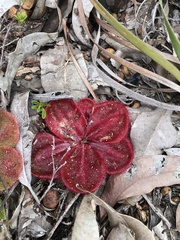 Drosera collina