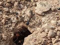 Endiodioctes