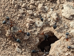 Endiodioctes