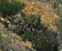 Pelargonium panduriforme
