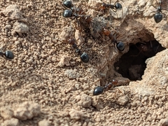 Endiodioctes