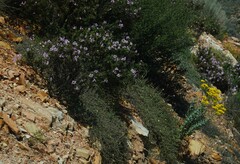 Pelargonium panduriforme