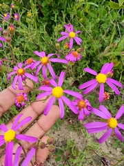 Senecio arenarius