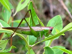 Orchelimum pulchellum