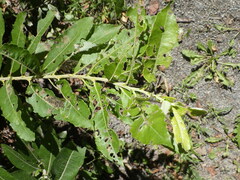 Plagiodera versicolora