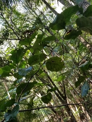 Pennantia cunninghamii