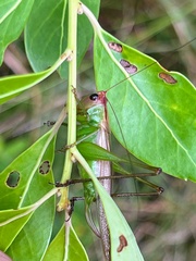 Orchelimum pulchellum
