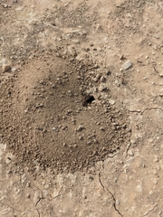 Endiodioctes