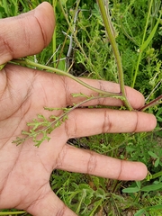 Senecio arenarius
