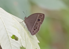 Mycalesis mineus