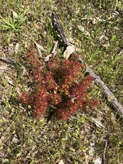 Drosera stolonifera