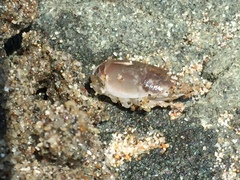 Hippoidea