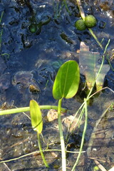 Sagittaria natans