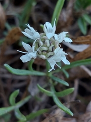 Cephalaria leucantha