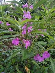 Impatiens balsamina
