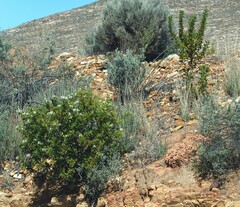 Pelargonium ribifolium