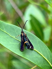Carmenta pyralidiformis