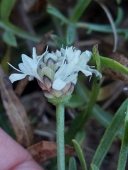 Cephalaria leucantha