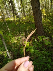 Brachypodium pinnatum