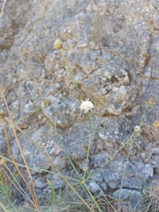 Cephalaria leucantha