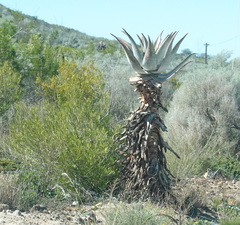 Aloe ferox