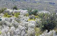 Protea nitida