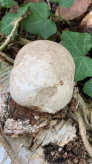 Fomitopsis betulina
